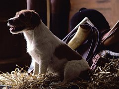 Jack Russell Terrier
